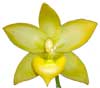 Орхидея цикнодес
