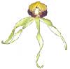 Орхидея энциклия 