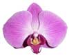 фаленопсис орхидея
