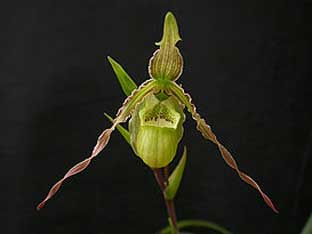 Орхидея фрагмипедиум 