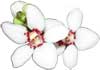 орхидея саркохилус 