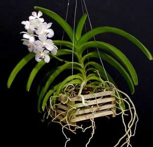 Орхидея ванда 