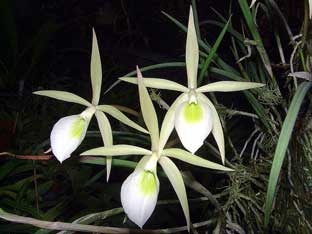 орхидея «леди ночь»