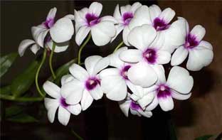 орхидея Dendrobium