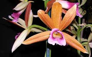 Орхидея фаюс  фото и описание 