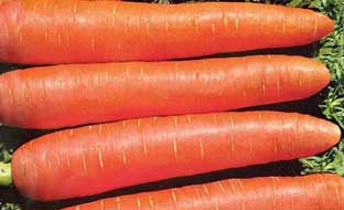 морковь калисто