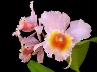каттлея орхидея