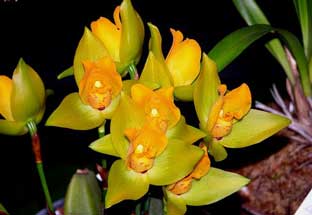Орхидея ликаста