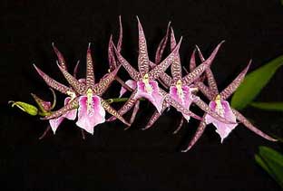 Орхидея мильтассия (Miltassia)