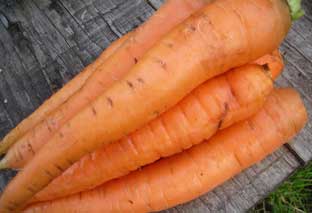 сорт моркови несравненная