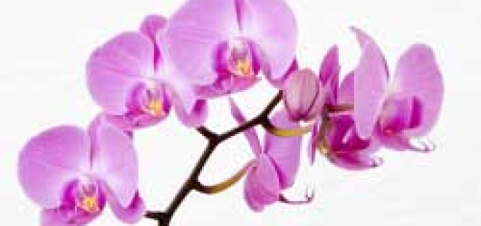 определить вид орхидеи по фото