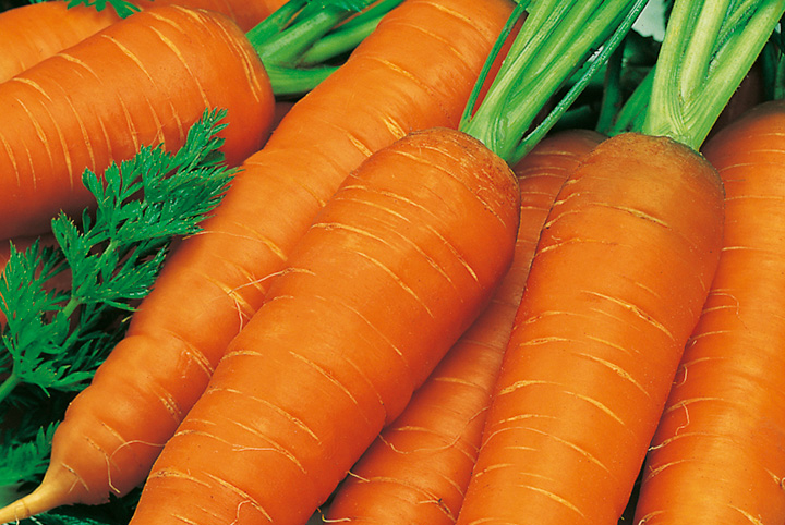 морковь витаминная 6