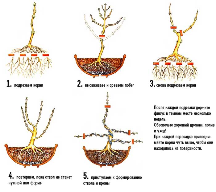 схема формирования корней бонсай