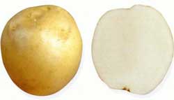 картофель сорта ладожский