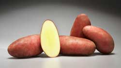 картофель сорта детскосельский