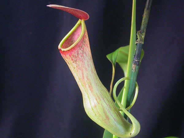 растение мухоловка - непентес