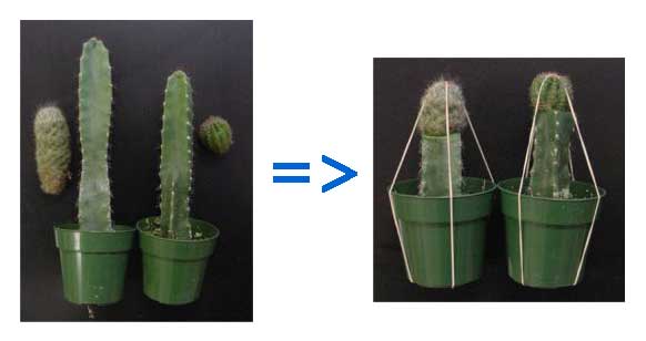 как прививать кактусы