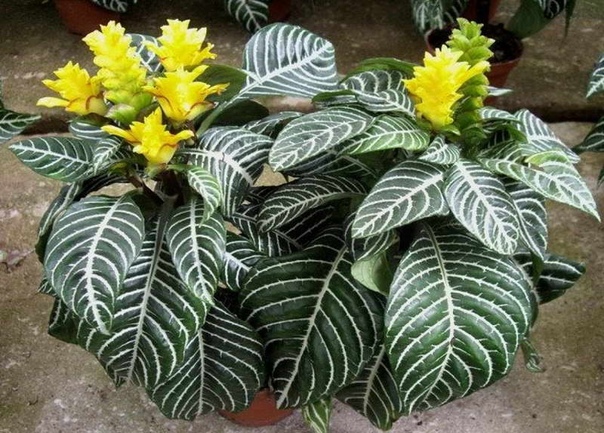 Афеландра оттопыренная  - растения с красивыми листьями