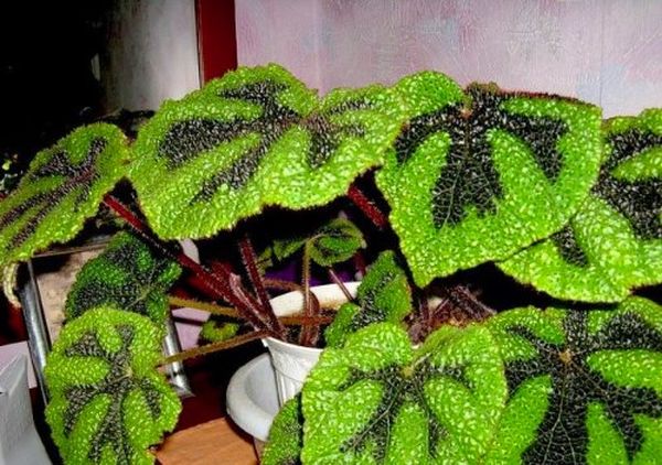 Бегония Мэсона - растения с красивыми листьями