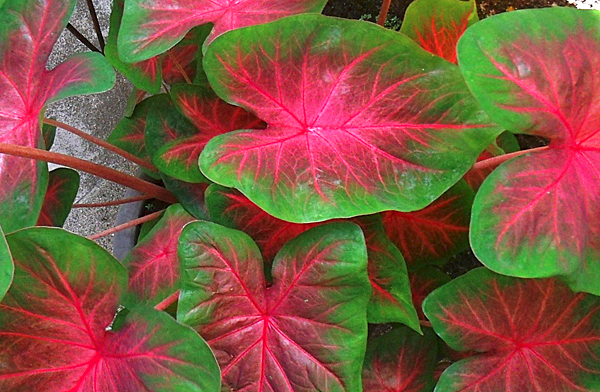 Каладиум двуцветный  - растения с красивыми листьями