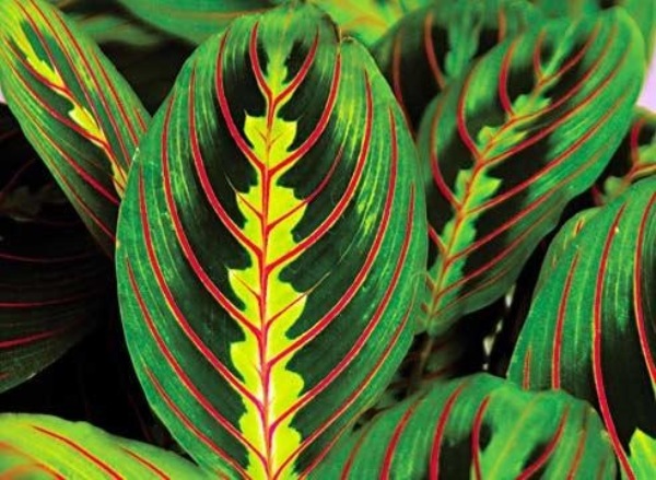  Маранта трехцветная - растения с красивыми листьями