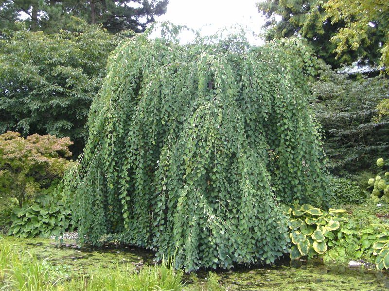 Плачущее дерево Кацура (Cercidiphyllum japonicum Pendulum).