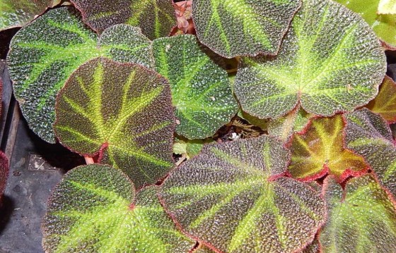 Бегония соли-мутата - растения с самыми красивыми листьями